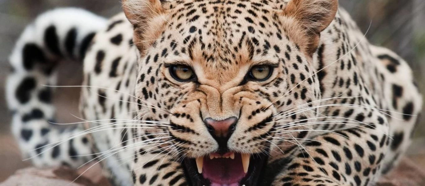 Αυτό είναι ίσως το μοναδικό ζώο που μπορεί να τρομοκρατήσει μια λεοπάρδαλη (βίντεο)